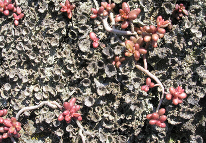 Die Flechte (Cladonia sp.) und die Weißer Mauerpfeffer (Sedum album).