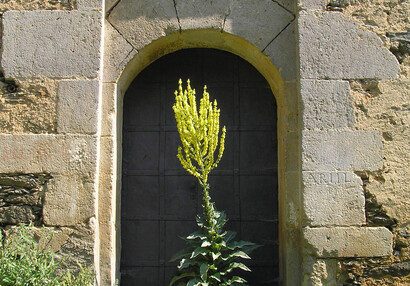 Die Pracht-Königskerze (Verbascum speciosum).