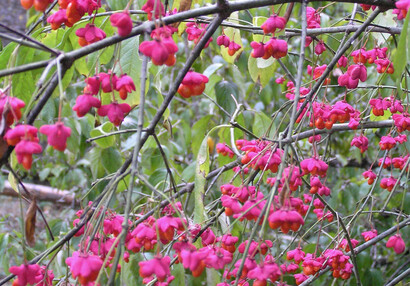 The European spindle (Euonymus europaeus).