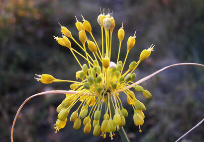 Der Gelbe Lauch (Allium flavum).