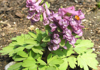 Der Gefingerte Lerchensporn (Corydalis solida).