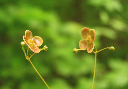 Brslen bradavičnatý (Euonymus verrucosus), květy v akci.