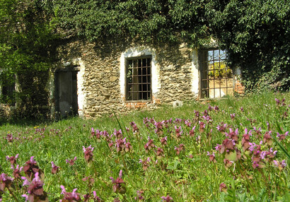 Hluchavka nachová (Lamium purpureum) před budovou bývalé lesovny.