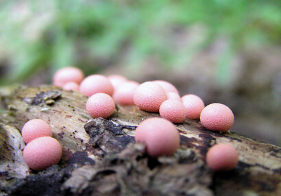 Der Blutmilchpilz (Lycogala epidendrum) ist ein Protist aus der Klasse der Schleimpilze.