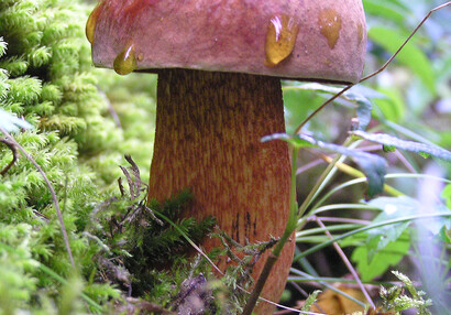 Der Netzstielige Hexen-Röhrling (Suillellus luridus).