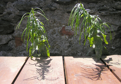 Die Turmgänsekresse (Arabis turrita).