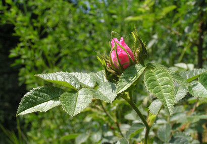 "Jablíčková růže" - růže vinná (Rosa rubiginosa), má listy vonící silně po jablkách.