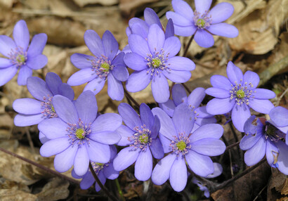 The common hepatica is also known as kidneywort (Hepatica nobilis).