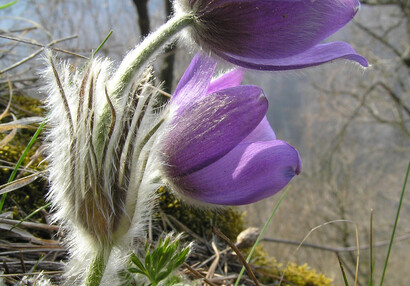 Die Große Kuhschelle (Pulsatilla grandis).