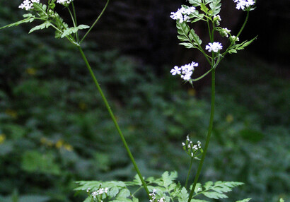 The garden chervil (Anthriscus cerefolium).