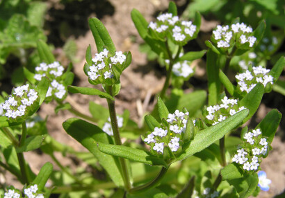 Der Gekielte Feldsalat (Valerianella carinata).