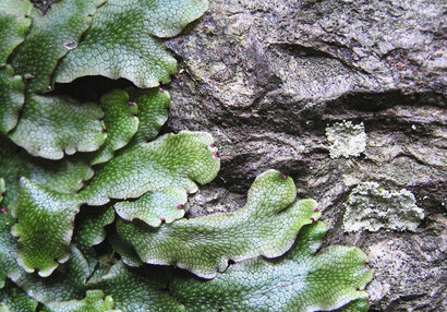 The Liverwort (Conocephallum sp.).