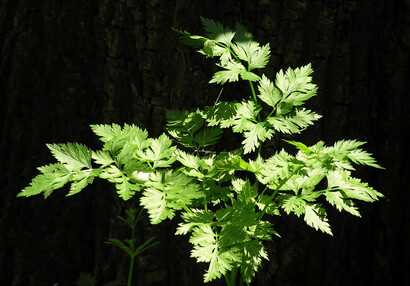 The poisonous fool's parsley (Aethusa cynapium) contains toxin Aethusin.