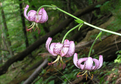 Lilie zlatohlávek (Lilium martagon).