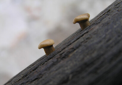 Mladé choroše (Polyporus sp.).