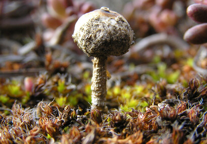 Der Winter-Stielbovist (Tulostoma brumale).