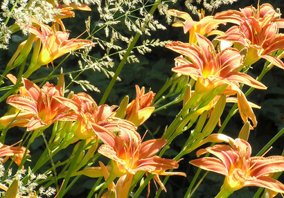 Okrasné denivky (Hemerocallis fulva), pozůstatek někdejší zahrady.