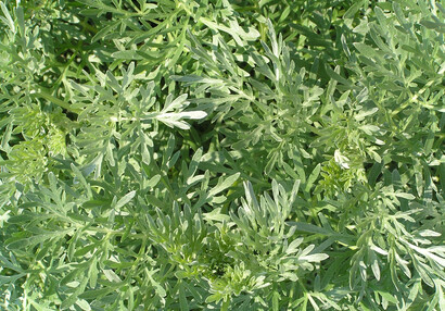 Der Wermutkraut (Artemisia absinthium).