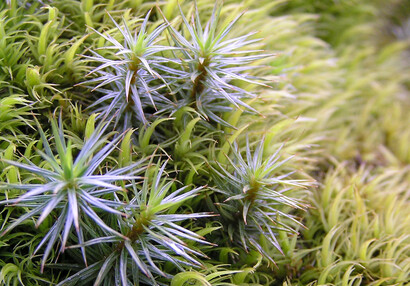 Still life with mosses - hair moss (Polytrichum sp.) and wind-blown moss (Dicranum sp.).