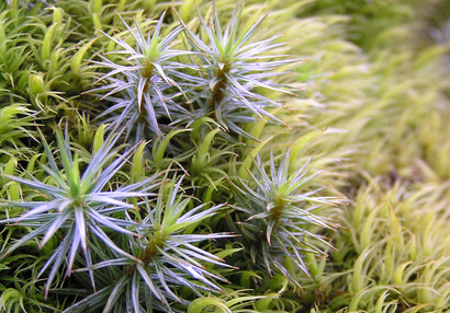 Mechové zátiší - ploník (Polytrichum sp.) a dvouhrotec (Dicranum sp.).