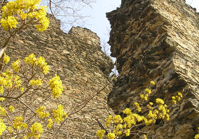 Die Kornelkirsche (Cornus mas).