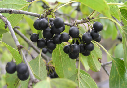 Der Purgier-Kreuzdorn (Rhamnus cathartica).