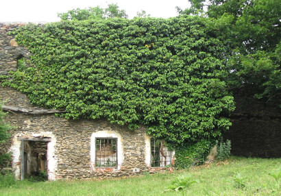 The common ivy (Hedera helix).