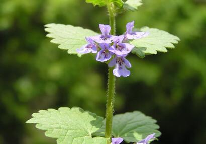 Der Gundermann (Glechoma hederacea).