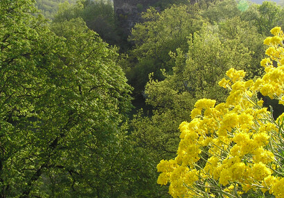 Das Felsen-Steinkraut (Aurinia saxatilis).