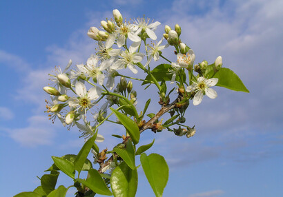 Třešeň mahalebka (Prunus mahaleb).