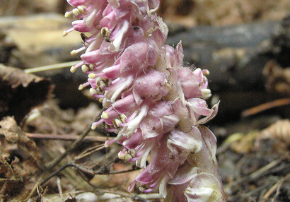 Die Gewöhnliche Schuppenwurz (Lathraea squamaria).