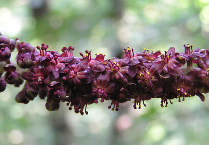 Der Schwarze Germer (Veratrum nigrum).