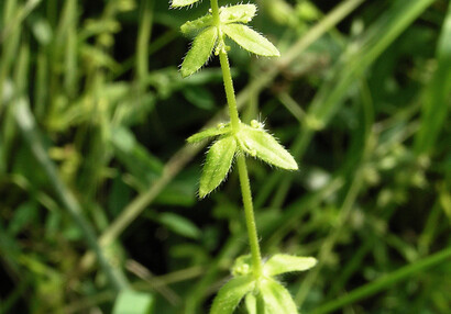 The Piedmont bedstraw (Cruciata pedemontana).