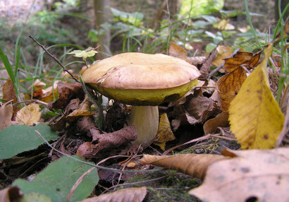 (Hemileccinum depilatum).