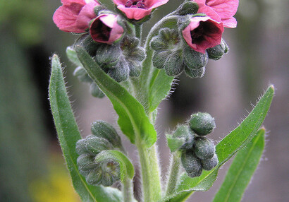 Užanka uherská (Cynoglossum officinale).