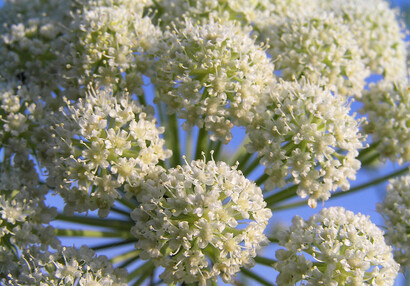 The moon carrot, or mountain stone-parsley (Libanotis pyrenaica).