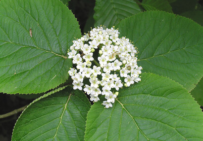 Teplomilný keř kalina tušalaj (Viburnum lantana).