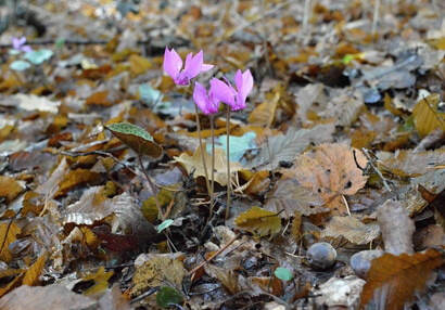 Das Europäische Alpenveilchen (Cyclamen purpurascens).