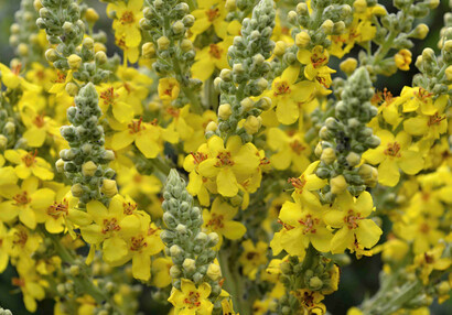 Die Pracht-Königskerze, Blütenstand (Verbascum speciosum).