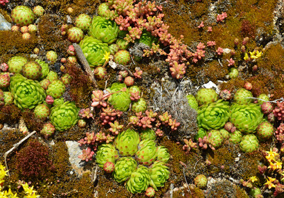 Zelené růžice netřesků (Sempervivum tectorum) a růžové lístky rozchodníků (Sedum album) na nové střeše mladšího hradu.