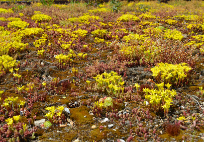 Der Scharfe Mauerpfeffer (Sedum acre).