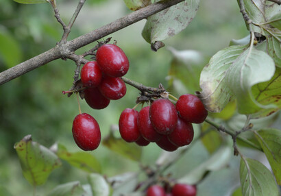 Na podzim dozrávají jedlé plody svídy dřínu (Cornus mas).
