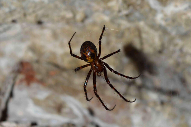 Kromě netopýrů obývá hradní sklepení i pavouk meta temnostní.