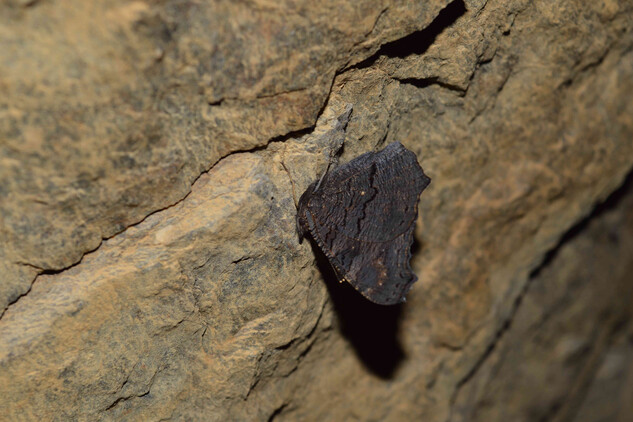 Zimující motýl babočka admirál.