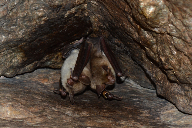 Netopýr velký patří mezi kriticky ohrožené druhy živočichů.