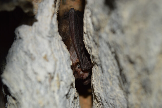 Netopýr dlouhouchý má velké ušní boltce při zimování schované pod křídly.