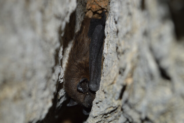 Netopýr večerní.