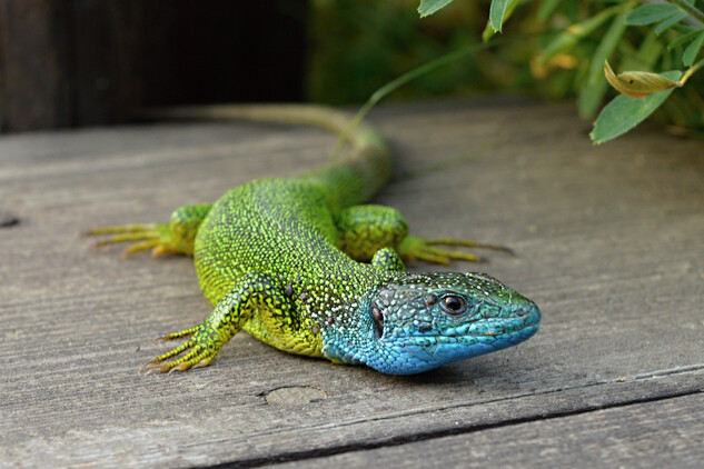 Samečci ještěrek zelených v jarním období vynikají modrým zbarvením.