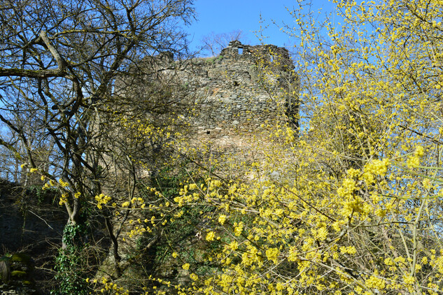 Žluté květy keře svídy dřínu patří k prvním poslům jara.