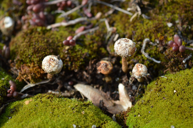 Drobné plodnice houby palečky zimní objeví pozorní návštěvníci na hradbách i střeše mladšího hradu.